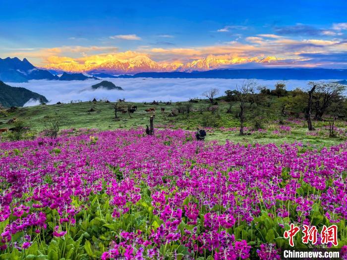 春天的牛背山花海?！∮稳仄?攝
