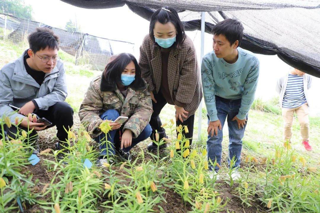 彭州對口支援工作組隊(duì)項(xiàng)目組查看瓦布貝母種植情況。彭州市宣傳部供圖