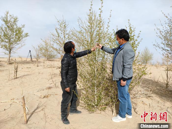 柴達木盆地的護林員：守護，只為那一片綠