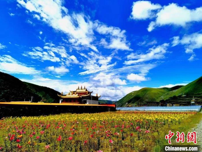 近百畝百合花競(jìng)相開(kāi)放，景色誘人。　壤塘縣委宣傳部供圖