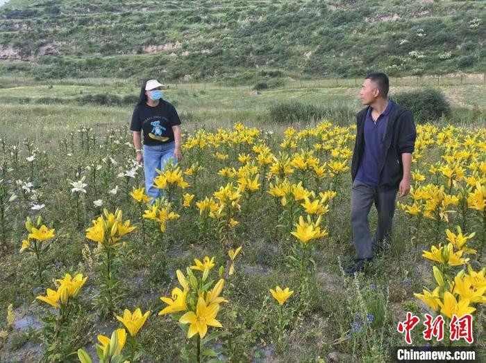 村民采摘百合花?！∪捞量h委宣傳部供圖