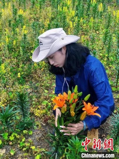 村民采摘百合花?！∪捞量h委宣傳部供圖