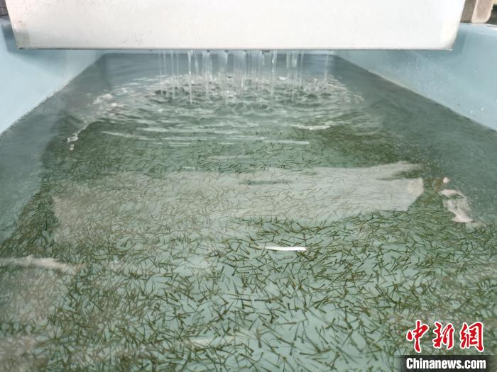 圖為正在育苗。　張?zhí)砀?攝