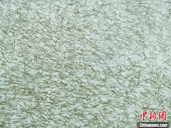 圖為密集培育的魚苗?！?zhí)砀?攝