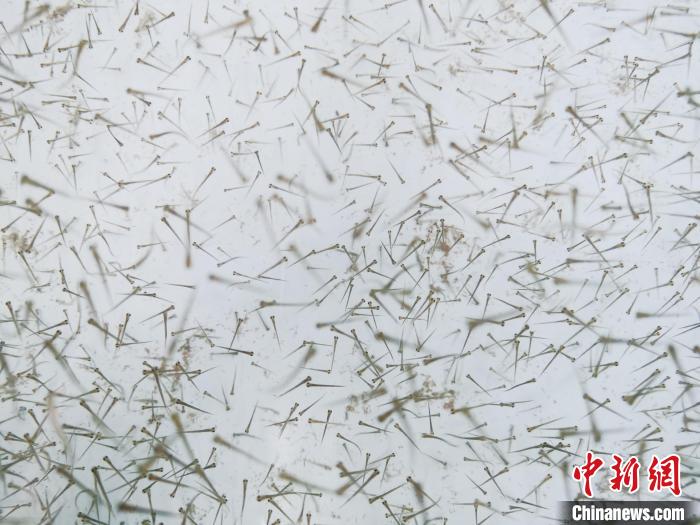 圖為魚苗。　張?zhí)砀?攝
