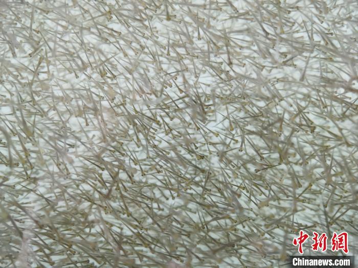 圖為密集分布的魚苗?！?zhí)砀?攝