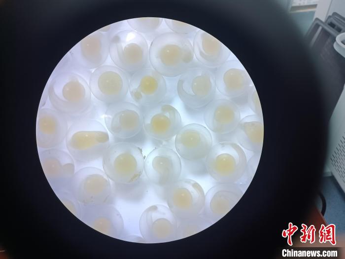 圖為顯微鏡下的魚卵?！∏嗪：沲幘茸o中心 供圖
