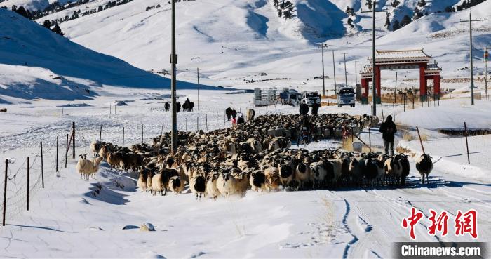 圖為村民在雪地上放牧?！《继m縣融媒體中心供圖