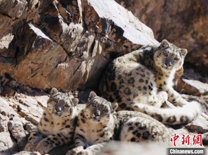 青海都蘭：雪豹、兔猻等多種珍稀野生動物亮相