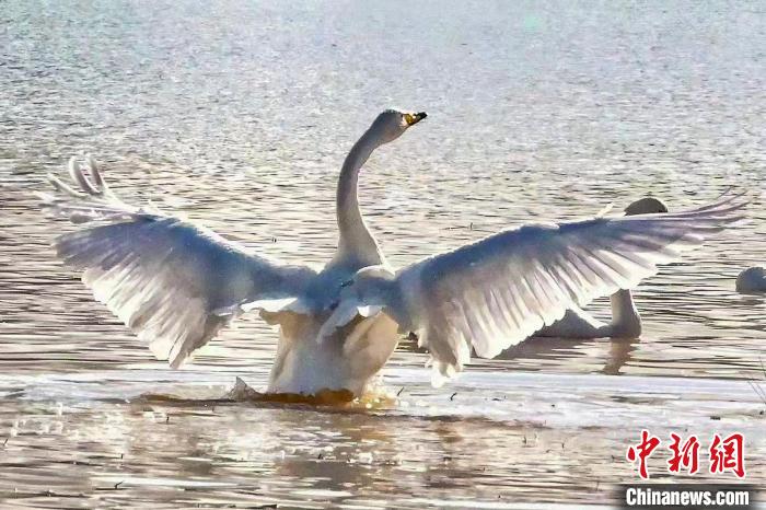 圖為一只大天鵝在水中沐浴?！?yán)桉 攝