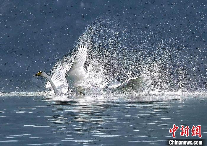 圖為大天鵝在水中嬉戲?！?yán)桉 攝