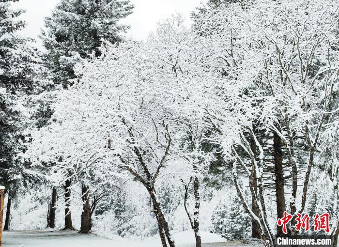 大熊貓國家公園王朗片區(qū)春雪如畫，宛若仙境。　羅春平 攝