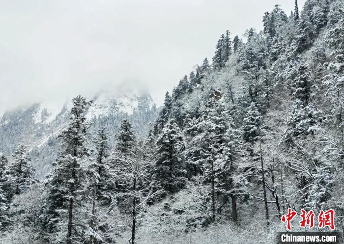 大熊貓國家公園王朗片區(qū)春雪如畫，宛若仙境?！×_春平 攝