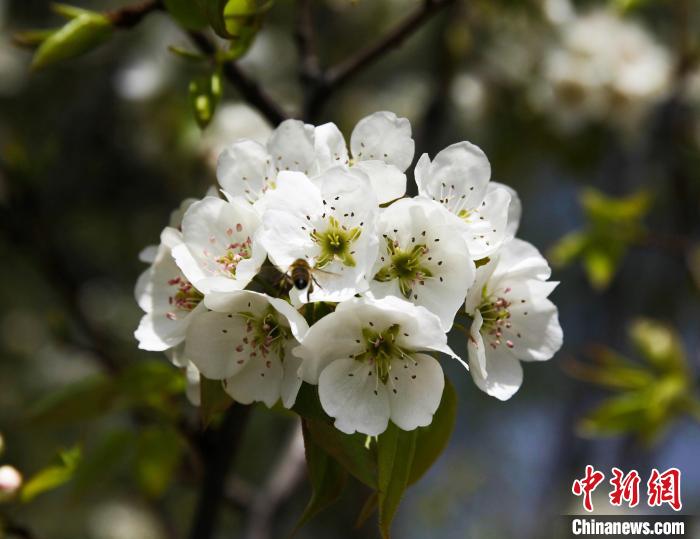 圖為盛開的梨花?！∑钤鲚?攝