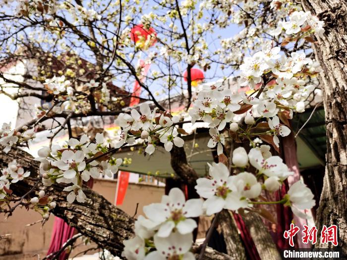 青海尖扎噶達莊園：百年“后花園”梨花盛開，舉目皆春色
