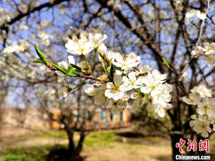 圖為梨花?！?zhí)砀?攝