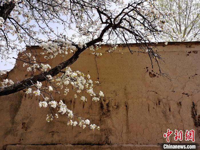 圖為一面土墻旁邊的梨花。　張?zhí)砀?攝