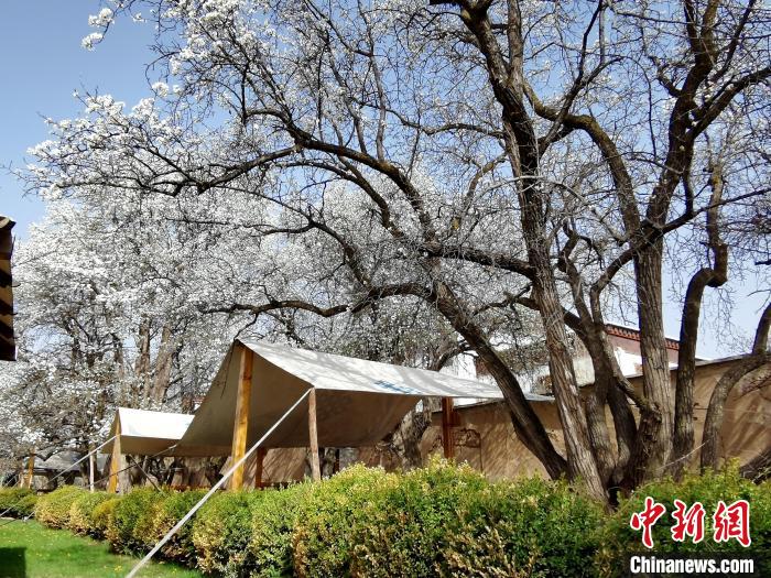 圖為尖扎噶達莊園內(nèi)的梨花?！?zhí)砀?攝