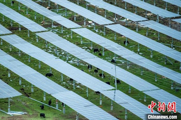 柯拉光伏板距地面高度超過1.8米，可滿足植被生長需要，又能保障牛羊放牧空間，實現“牧光”互補?！⒅铱?攝