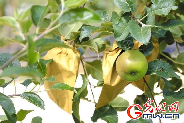 我們的家園｜小蘋果帶動大產(chǎn)業(yè)，帶你看看這座阿壩州小村的鄉(xiāng)村振興新模式