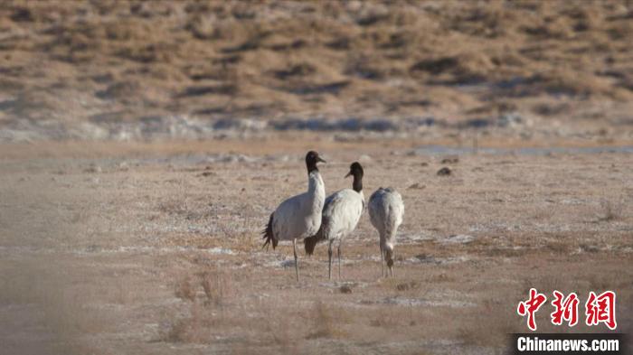 珍稀鳥類黑頸鶴、灰鶴現(xiàn)身青海格爾木