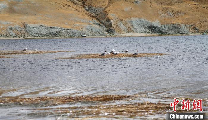 圖為瑪旁雍錯濕地棲息的水鳥?！≮w朗 攝