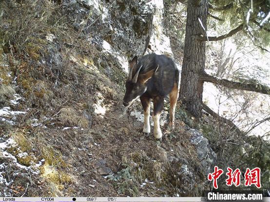 圖為相同位點(diǎn)記錄到的國(guó)家二級(jí)重點(diǎn)保護(hù)野生動(dòng)物—中華鬣羚?！≈袊?guó)科學(xué)院昆明動(dòng)物研究所提供