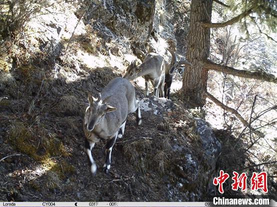 圖為相同位點(diǎn)記錄到的雪豹主要獵物—巖羊?！≈袊?guó)科學(xué)院昆明動(dòng)物研究所提供