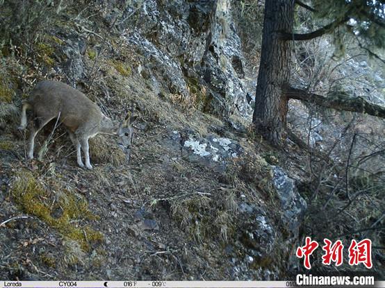 圖為相同位點(diǎn)記錄到的國(guó)家一級(jí)重點(diǎn)保護(hù)野生動(dòng)物—馬麝?！≈袊?guó)科學(xué)院昆明動(dòng)物研究所提供