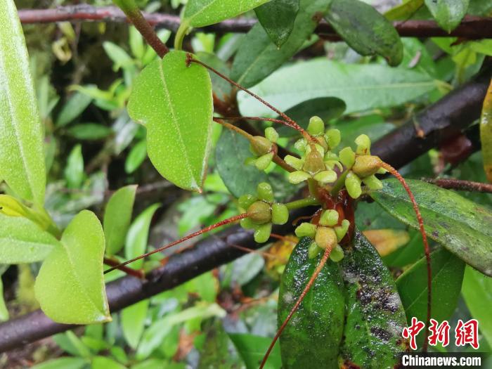 圖為折萼杜鵑果實(shí)圖?！≈锌圃豪ッ髦参镅芯克峁? oldsrc=