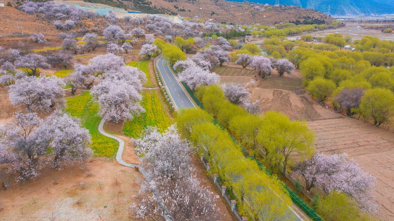 林芝桃花盛開。 張靜攝