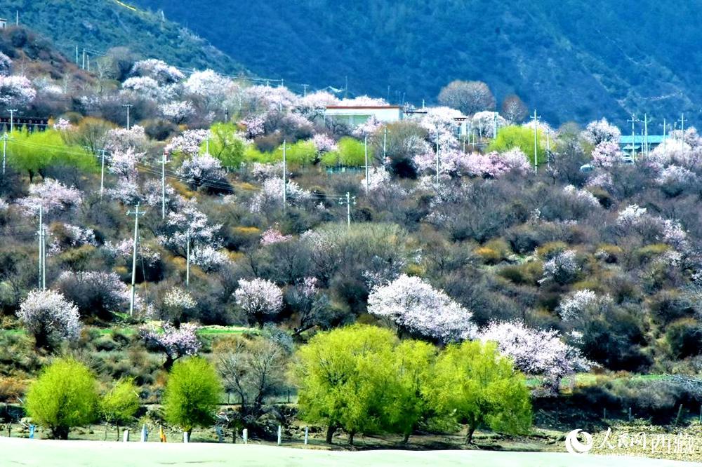 村莊掩映在桃花林中。人民網(wǎng) 李海霞攝