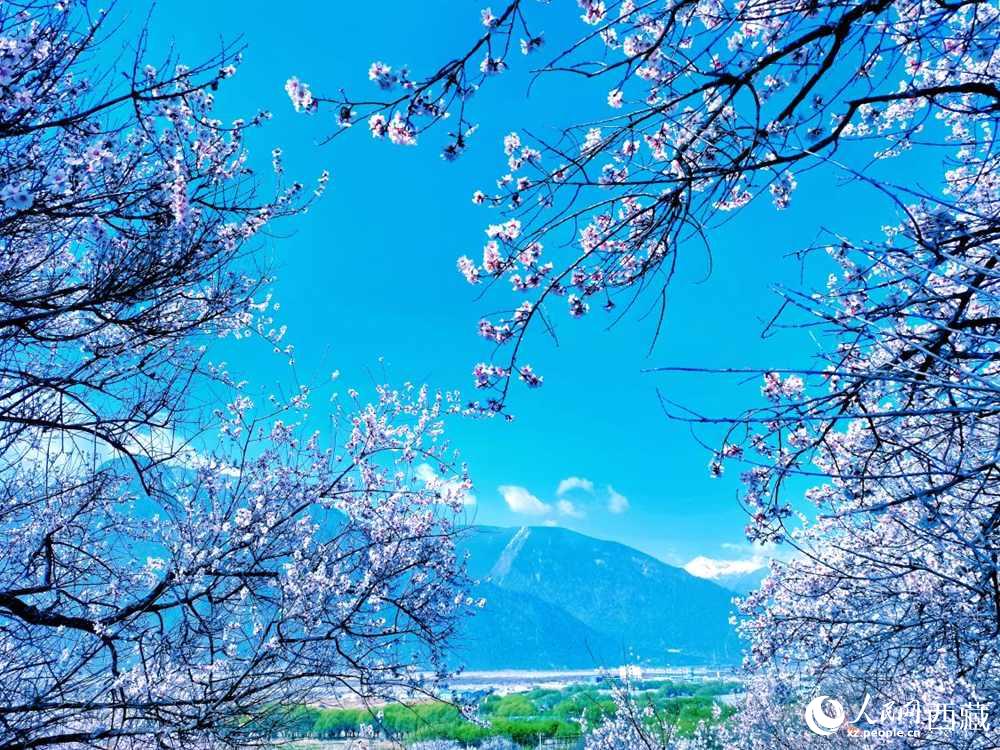 桃花在藍天白云的映襯下分外好看。人民網(wǎng) 李海霞攝