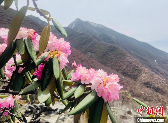 近日，西藏自治區(qū)山南市加查縣索囊溝的杜鵑花競相綻放?！∪轿木?攝