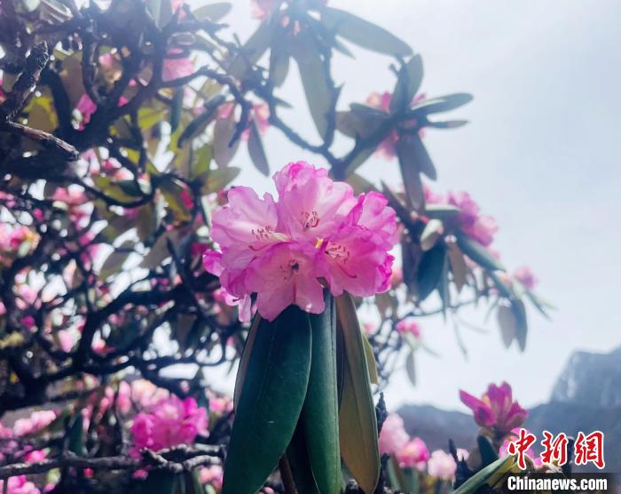 近日，西藏自治區(qū)山南市加查縣索囊溝的杜鵑花競相綻放?！∪轿木?攝