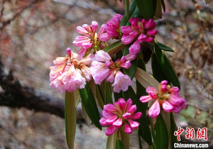 近日，西藏自治區(qū)山南市加查縣索囊溝的杜鵑花競相綻放。　冉文娟 攝