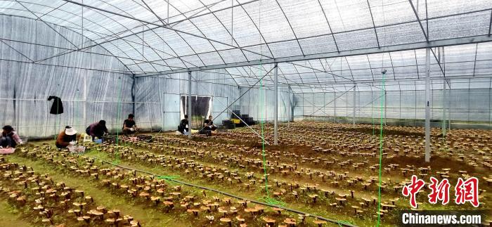 圖為紅太陽科技示范家庭農(nóng)場組織民眾采收靈芝?！∑酱胪喙﹫D