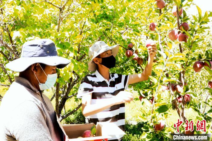 圖為西藏阿里札達(dá)縣底雅鄉(xiāng)村民在自家果園采摘果實(shí)?！“⑼?攝