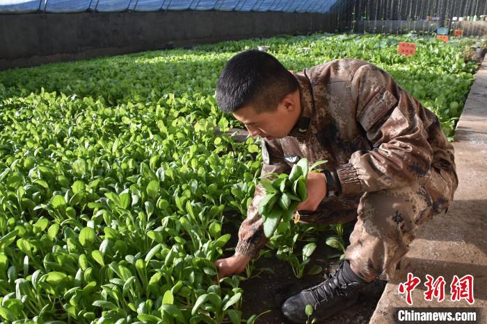 圖為阿里軍分區(qū)某邊防團(tuán)官兵在溫室摘菜?！￡悋[岳 攝