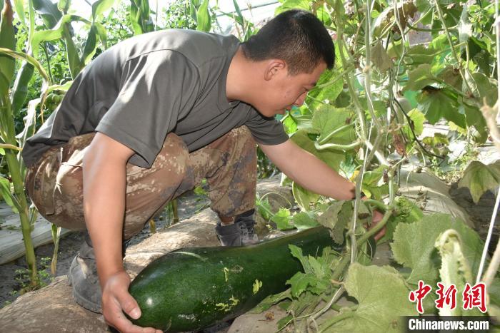 圖為阿里軍分區(qū)某邊防團(tuán)官兵在溫室摘菜?！￡悋[岳 攝
