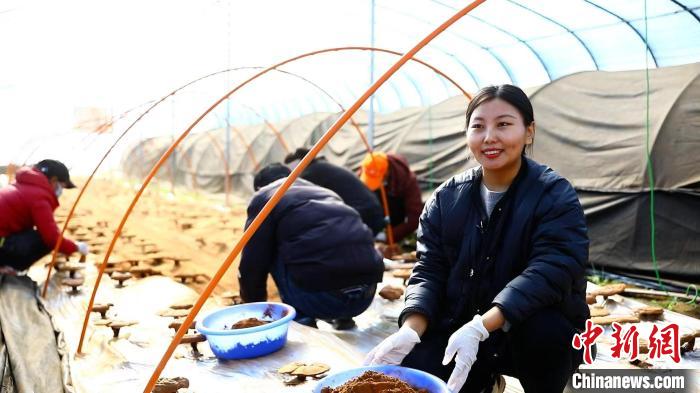 圖為農(nóng)民采收靈芝孢子粉?！∴嚢?攝