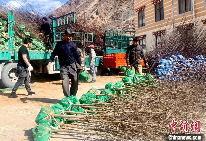 民眾搬運(yùn)苗木?！〔际忻⒖悼h委宣傳部供圖