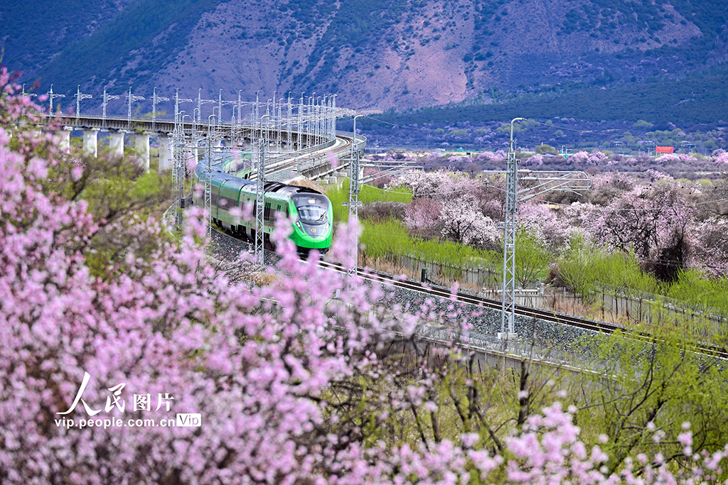 西藏林芝：雪域高原列車穿越花?！?】