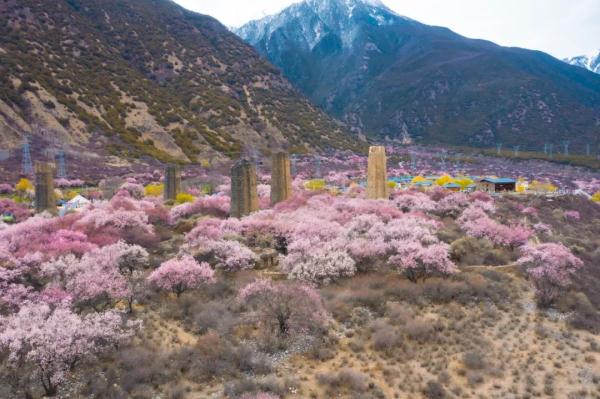 人間桃花源！林芝桃花有多絕？