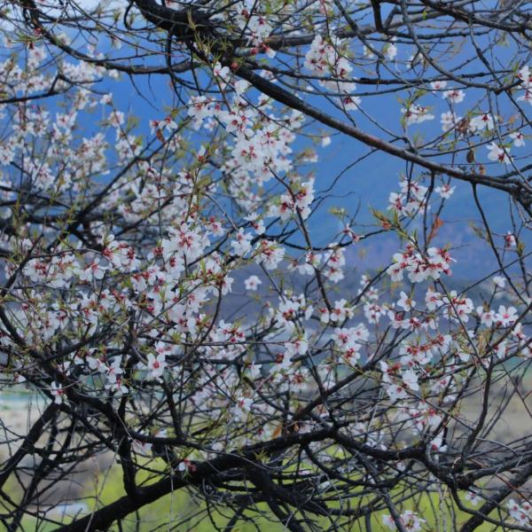 人間桃花源！林芝桃花有多絕？