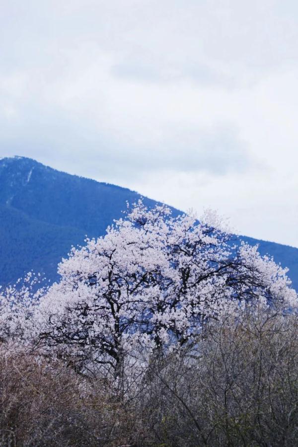 人間桃花源！林芝桃花有多絕？