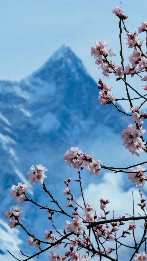 人間桃花源！林芝桃花有多絕？