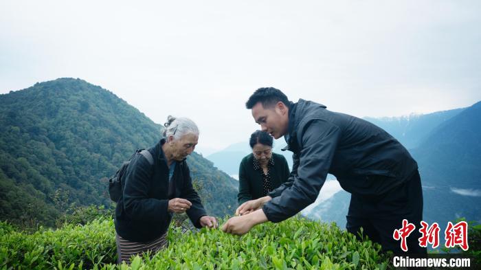 圖為銀發(fā)旅游體驗團兩位老人體驗采茶?！∥鞑貙ｍ椔糜螀f(xié)會供圖