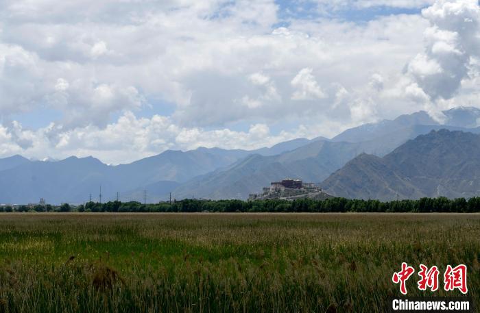 圖為6月22日，西藏拉薩拉魯濕地?！±盍?攝