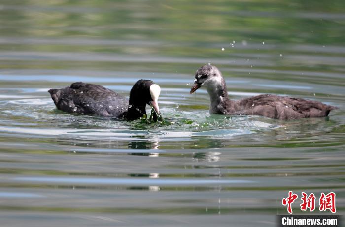 圖為6月22日，棲息在拉魯濕地內(nèi)的古頂雞?！±盍?攝